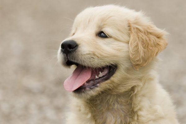 adorable-cachorro-golden-retriever-esponjoso-mostrando-su-lengua_181624-24612